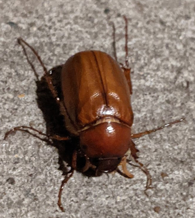 The June Bug Invasion: Why These Noisy Pests Are Taking Over